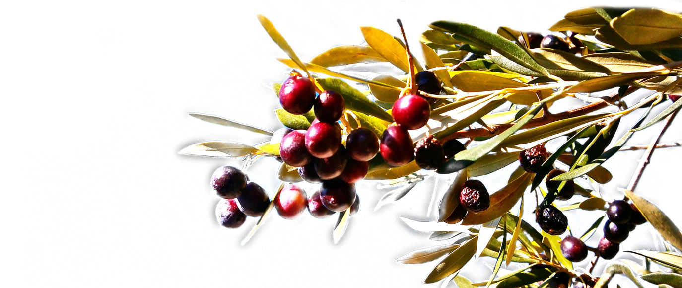 Aceitunas de mesa Aceitunas de mesa