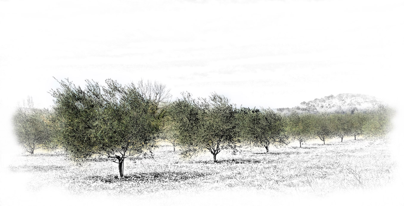 Olive grove