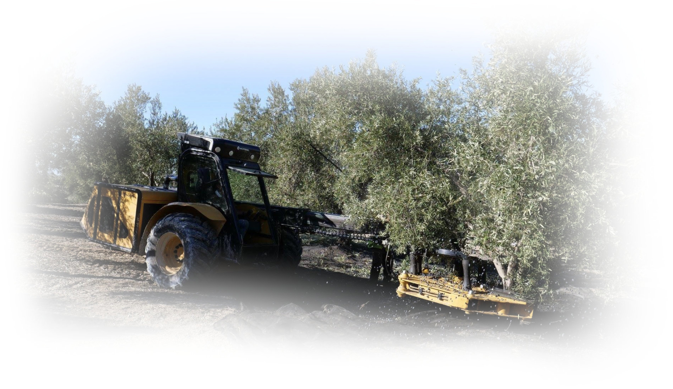 Olive grove