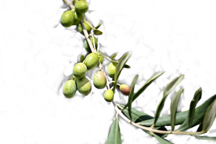 Table olive mills Table olive mills