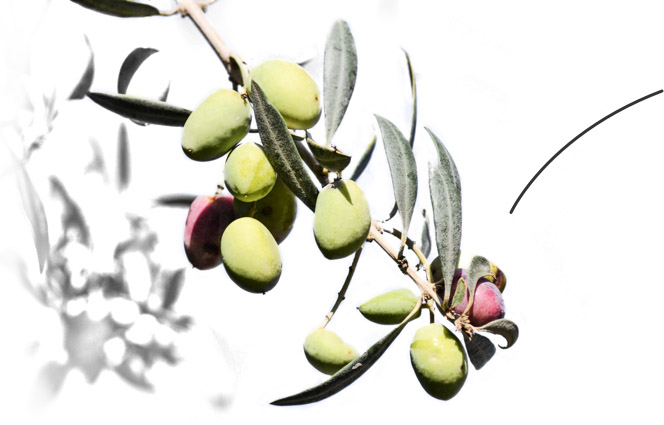 Olive branch